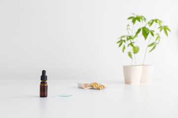 White table with Marijuana plant in pottery. Hand dropping CBD oil from pipette to the watch glass.