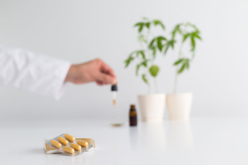 Obraz premium White table with Marijuana plant in pottery. Hand dropping CBD oil from pipette to the watch glass.
