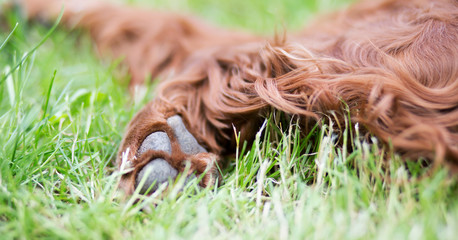 Paw and soft fur of a cute furry Irish Setter pet dog as resting in the grass, web banner