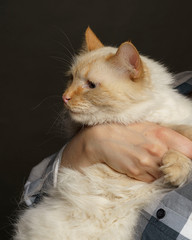 beige cat hold his hands so he could not escape