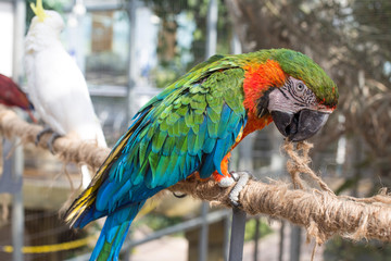 Colorful parrot sitting on a wooden rope