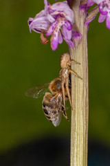 Crab spider (Xysticus sp.) caught honey bee (Apis mellifera)