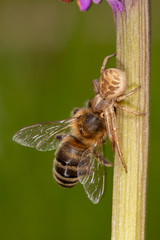 Crab spider (Xysticus sp.) caught honey bee (Apis mellifera)