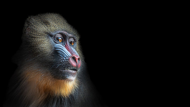 Portrait of colorful curious African mandrill, an alpha male at black background
