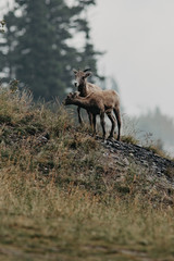 Mountain goats having a morning walk