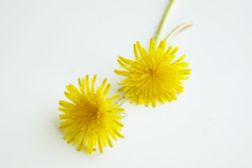 黄色いたんぽぽの花