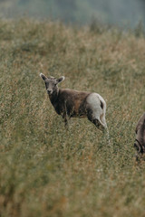Mountain goats having a morning walk