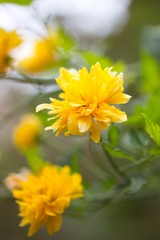 Flower-gelb Natur