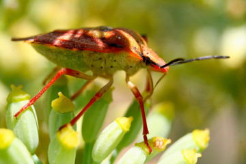 Hemiptera