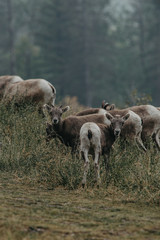 Mountain goats having a morning walk