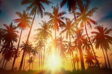Fototapeta na wymiar Silhouette coconut palm trees on beach at sunset. Vintage tone.