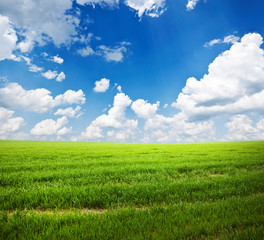 Beatiful morning field with bright sun