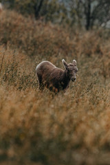 Mountain goats having a morning walk