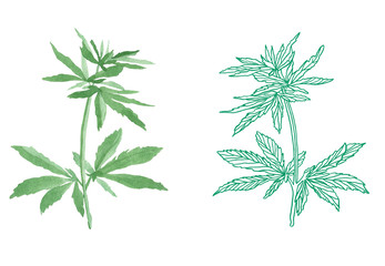 Watercolor branch of Green hemp with leaves