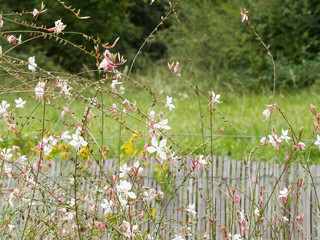 Tiges au vent et floraison blanche de la Gaura de Lindheimer (Gaura ou oenothera lindheimeri)