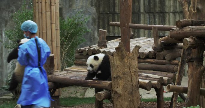 Chengdu, Sichuan/China-April 28th 2019:One staff holding baby panda bear walking away at Chengdu Research Base of Giant Panda Breeding