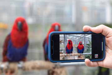 Colorful parrot sitting on a wooden rope. Parrot in camera lens