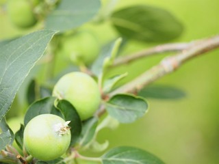 林檎の若い実　初夏