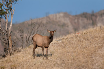 elk, wapiti, cervus canadensis, Yellowstone national park