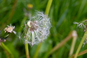 Dandelion