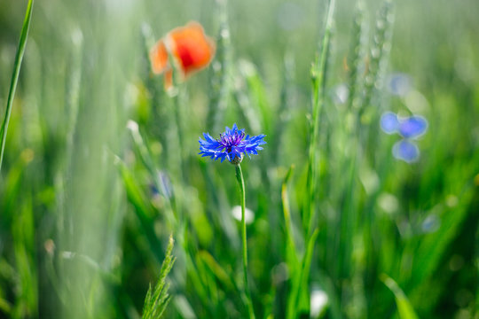 Vibrant field of Blue Corn Flower in summer at sunny day