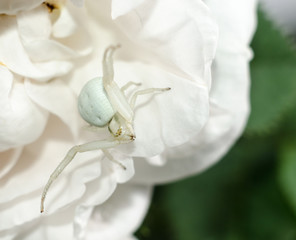 White Goldenrod crab spider mimicking color of rose petals. White spider on the flower.