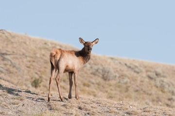 elk, wapiti, cervus canadensis, Yellowstone national park