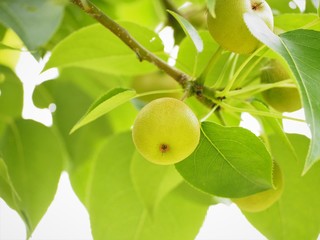 若い梨の実　初夏