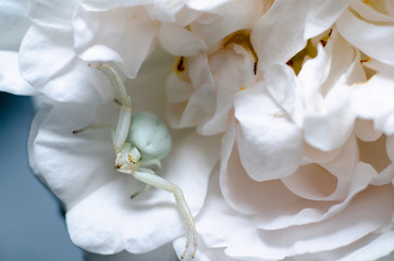 White Goldenrod crab spider mimicking color of rose petals. White spider on the flower.