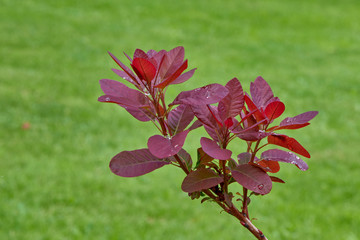 Purple flowering olive trees