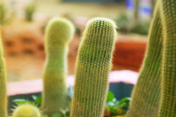 close up cactus in sand and stone
