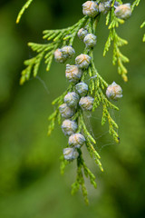 Northern white-cedar