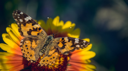 Butterfly and summer flower of the field. Sunny card