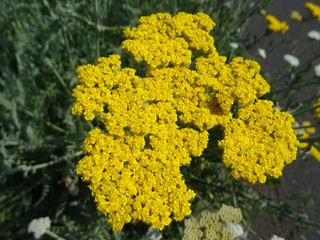 Gelbe Schafgarbe Bl&uuml;te