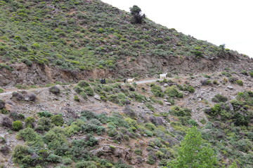 Kreta, Kavousi, Wanderweg, Bergziegen