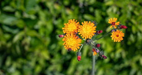 orange Blume vor grüner Wiese Bokeh Hintergrund