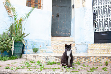 Gato en Tánger, Marruecos