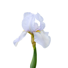 White iris flower on an isolated white background
