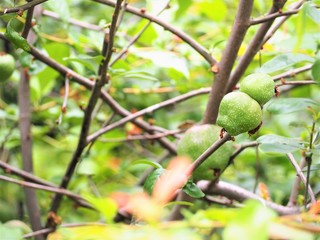 ボケの実　初夏