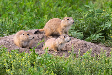 Black-tailed prairie dogs (Cynomys ludovicianus), a family at their burrow, Badlands National Park, South Dakota, USA.