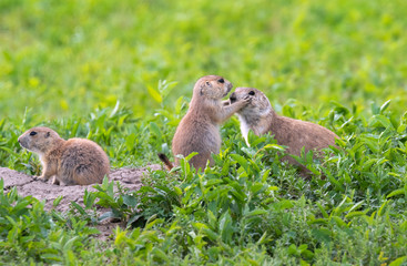 Black-tailed prairie dogs (Cynomys ludovicianus), a family at their burrow, Badlands National Park, South Dakota, USA.