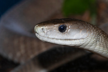 Black mamba (Dendroaspis polylepis) close up, captive (Native to sub-Saharan Africa).