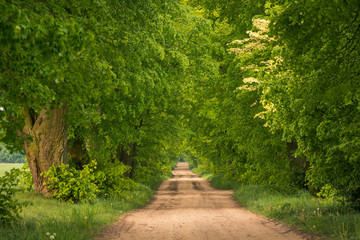 Fototapeta na wymiar A gravel road through the forest