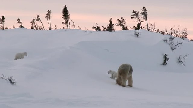 Polar Bear (Ursus maritimus) mother with three months old cubs playing and walking away in sunset, on Tundra.