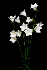 Weiße Glockenblume (Campanula) auf schwarzem Hintergrund