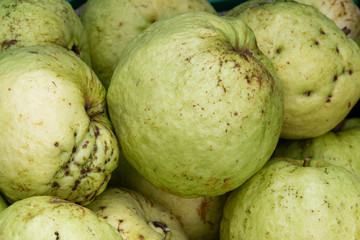 Bunch of green guavas