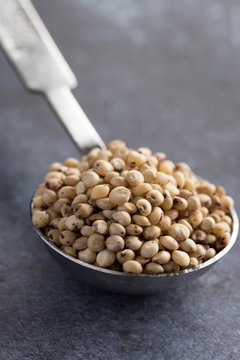 Sorghum Seeds on a Tablespoon