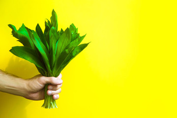 Man hand holding fresh ramson. Yellow background. Copy space.