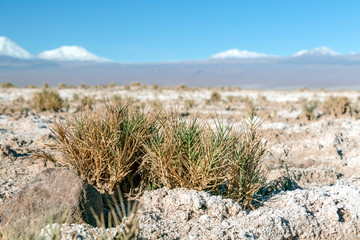 Blurred background of Atacama Desert landscape with snow-capped Andean volcanos, salt flat and some vegetation on horizon, Chile