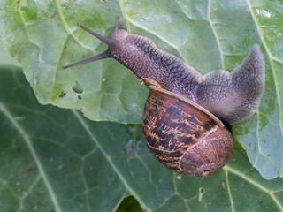 Large garden snail, Helix aspersa, eating my cabbage plant. Terrestrial gastropod mollusk. Aka European Brown Garden Snail